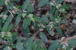 Spotted spurge